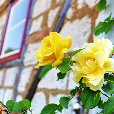 度假居 Haus Im Gruenen 巴特列本斯坦